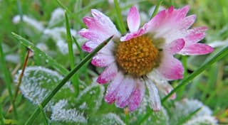 rijp op gras en madeliefje