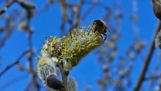 Bijtje op wilgenkatje 