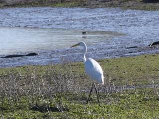 Een zilverreiger in de zon