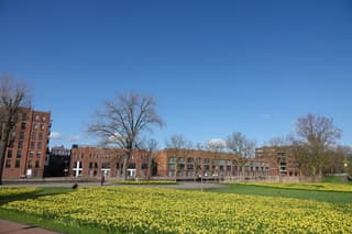 Mooi narcisssenveld bij Woerden