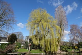 Treurwilg bij Woerden