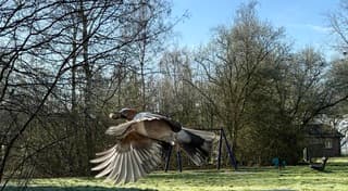 Vlaamse Gaai met een pinda.