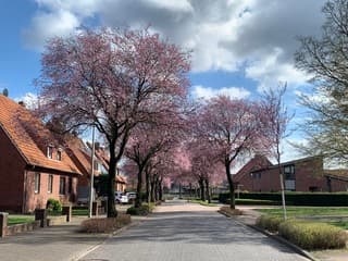 Prachtig laantje met bloesems 