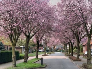 Mooi straatje met bloesem bomen
