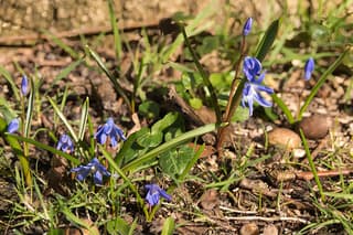 Kleine sneeuwroem (Zeldzaam)