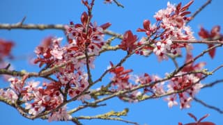 Strakblauwe bloeiende lentedag