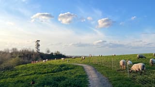 Schapen met schapenwolken