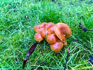 Paddenstoelen in maart 