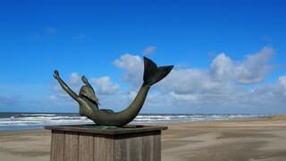 NOG TE FRIS -Zeemeermin