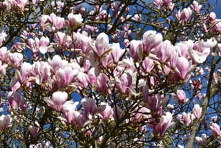 Magnolia
