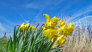 Narcissen in de wind