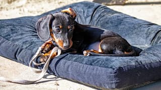 Jip geniet van de zon