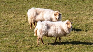 Drentse Heideschapen