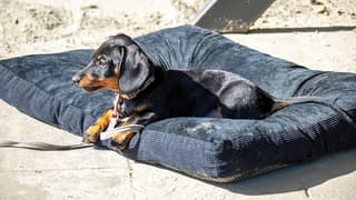 Hondje Jip in de zon