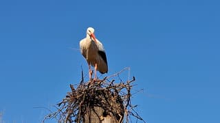 Ooievaar bouwt nest