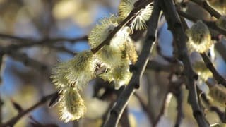 Veel pollen in de lucht