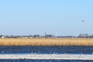 Zonneschijn en vogels