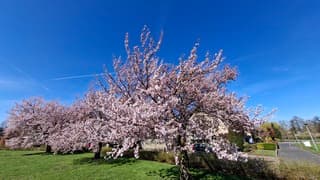 Japanse sierkersen in bloei, Japans symbool voor de lente, een nieuw begin en vergankelijkheid van het leven