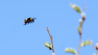 Bijen vliegen in blauwe lucht