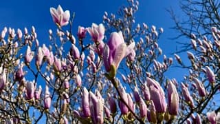 Magnolia in bloei 