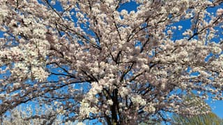 De bloesem zijn prachtig in bloei