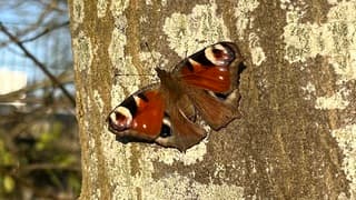 Vlinder aan het zonnen