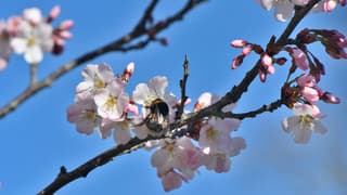 Bezige bij aan het werk