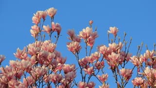 magnolia tegen blauwe lucht