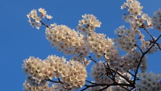 Witte bloesem tegen strak blauwe lucht