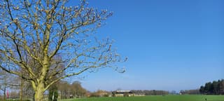 heldere blauwe lucht en kastanje waarvan de knoppen uitkomen