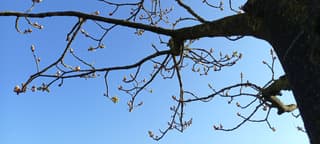 heldere blauwe lucht en de knoppen van de kastanje die uitkomen