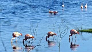 Flamingo's