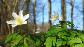 De bosanemoon in volle bloei