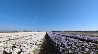 Veel krokus velden deze tijd.