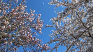 Wedstrijdje: Wie bloeit het meest? 