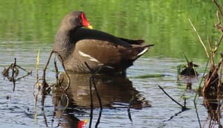Waterhoen 
