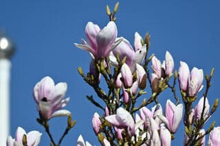 lente: magnolia in krommeniedijk