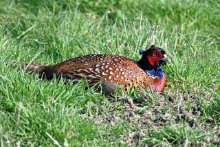 zonnebadende fazant in krommeniedijk
