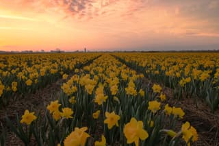 Zonsopkomst bollenvelden tussen Hillegom en Lisse