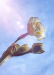 Bijna lente, vanmorgen om 08:10 