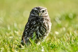 Steenuil in natte gras