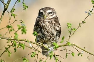 Steenuil in sleedoorn