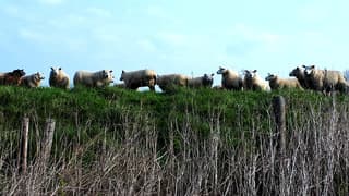  schapen op de dijk 
