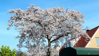 bloesem aan de boom lente !