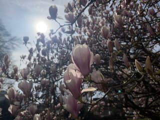 Magnoliaboom in bloei!