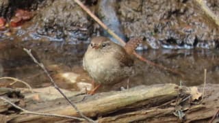 Winterkoning in de lente