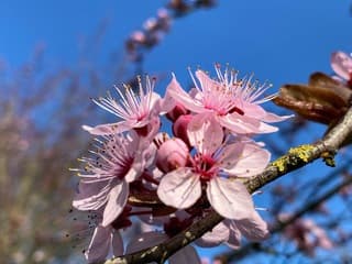 Bloesem wat een prachtig begin van de ‘bijna’ lente.