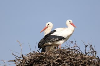 Deze ooievaars zaten heerlijk in t zonnetje. Terug op de nesten zijn ze weer