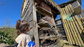 Ringstaartmaki bij ZooParc