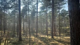 Westerschouwen bos op een mooie zaterdagmiddag